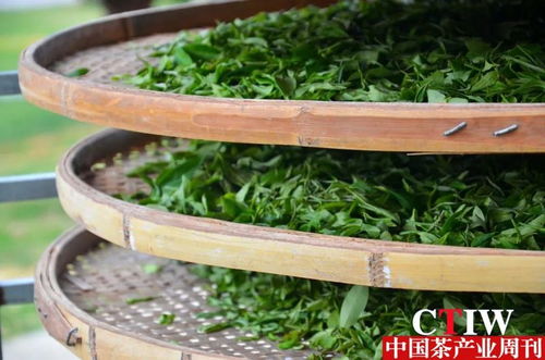 科技賦能茶產(chǎn)業(yè) 湖南農(nóng)大園藝學(xué)院博士團赴福田茶場開展技術(shù)示范與服務(wù)