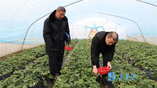 宿豫 織密農(nóng)產(chǎn)品質(zhì)量安全防護網(wǎng)，筑牢農(nóng)業(yè)園藝服務(wù)根基